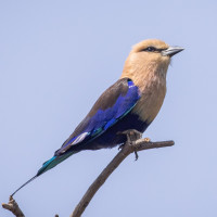 Blue-bellied Roller